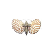 Victorian Butterfly Brooch